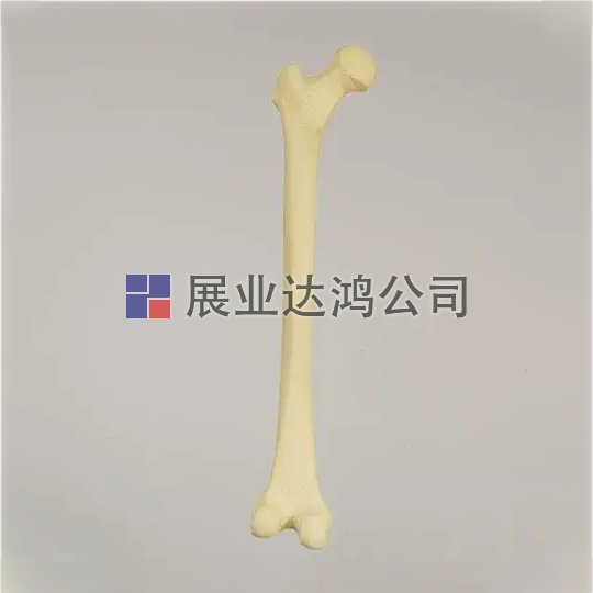 SAWBONES 1100股骨解剖模型